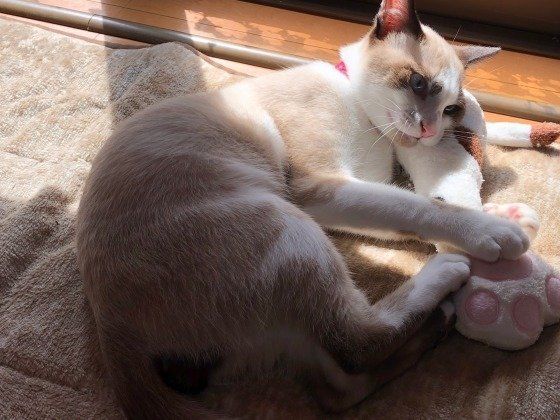 蹴りぐるみを抱えるMIX猫