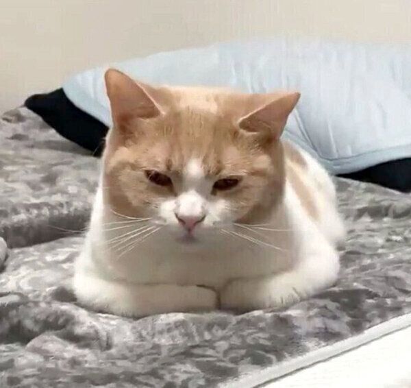 ユニークなポーズでくつろぐちょみーちゃん