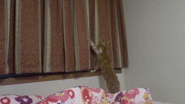 虫を見る猫