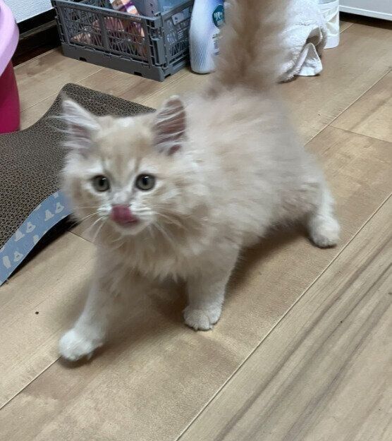 生後2カ月半のマンチカン