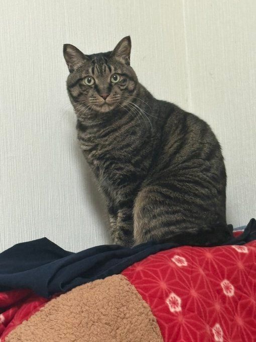 座って飼い主の方を見る猫