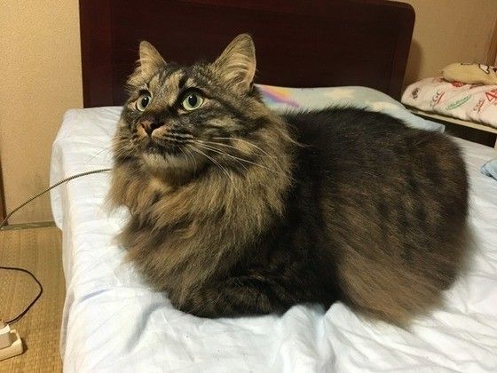 見つめる猫