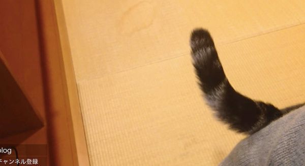 歩く猫
