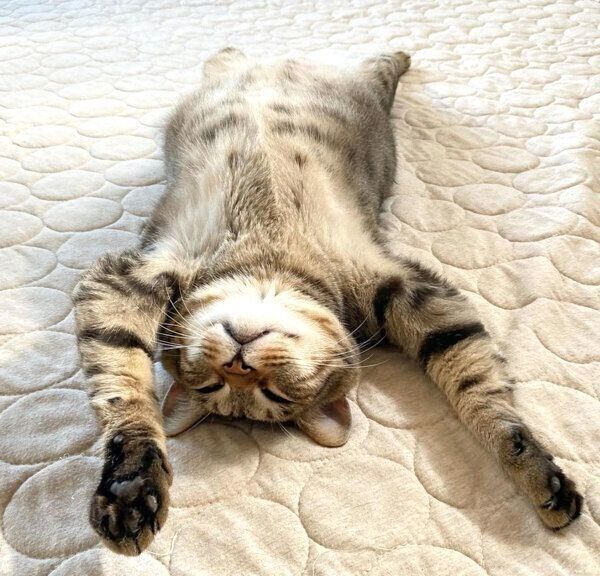 「バンザイ寝」するこんぶちゃん