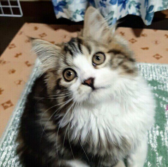 スコティッシュフォールドの絆くん