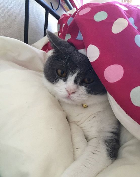 隠れる猫
