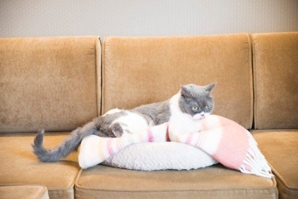 人やほかの猫にくっ付くようになる