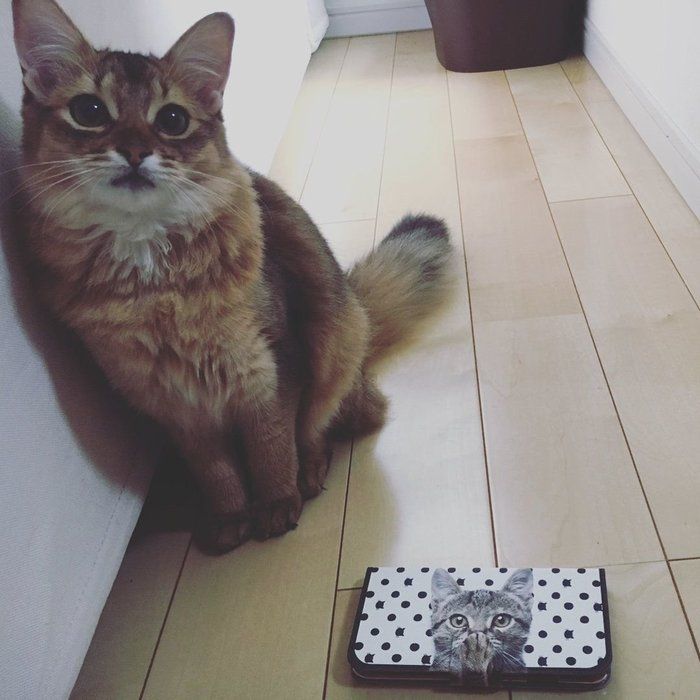 スマホケースと茶トラ