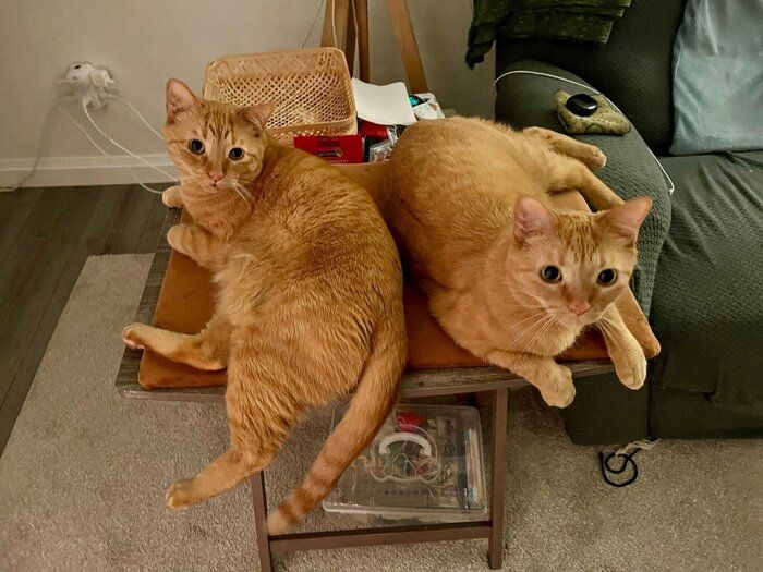 まったりする2匹