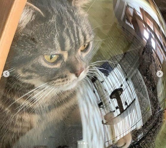 宇宙船ベッドから見つめる猫