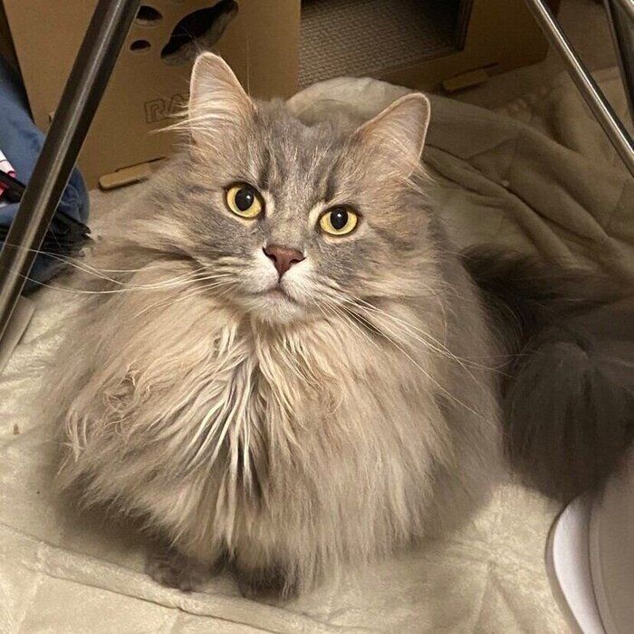 飼い主さんを見上げるレムくん