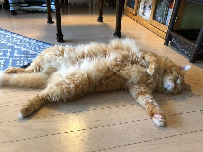 へそ天眠る猫