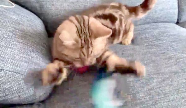 猫じゃらしで遊ぶアビーちゃん