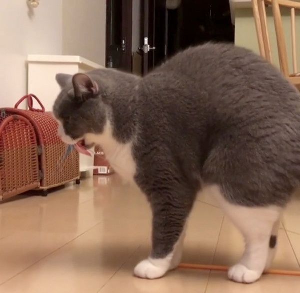 もじもじする猫