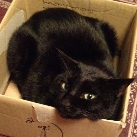 箱に入る黒猫