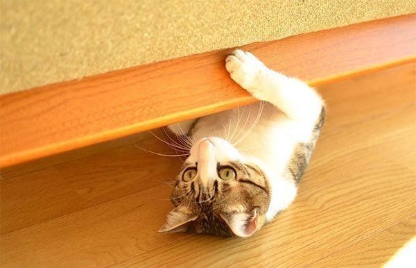 しゃこちゃん