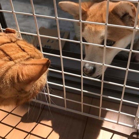 お友達のワンちゃんと