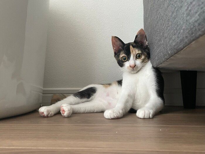 子猫時代のミケちゃんの様子
