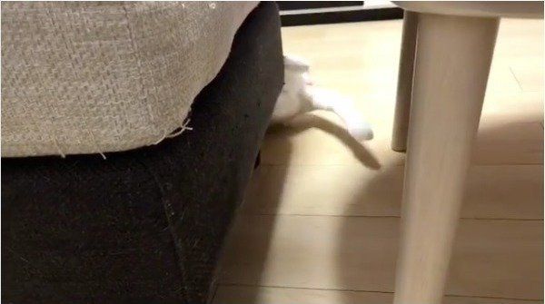 忍者ニャンコ