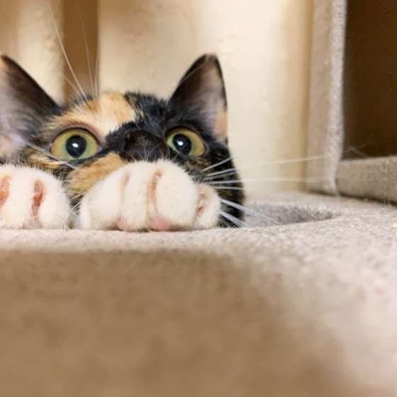 ワクワクして覗く猫(MIX、メス)