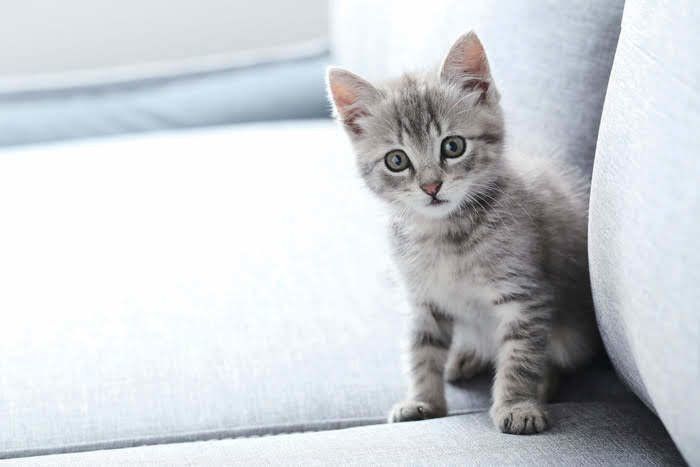 子猫