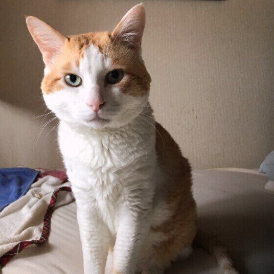正座する猫