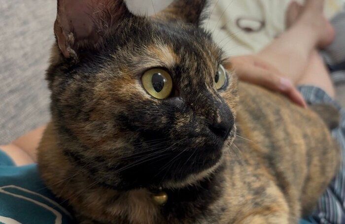 飼い主さんの妻の上でくつろぐフレアちゃん