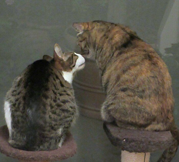 鼻チューする2匹