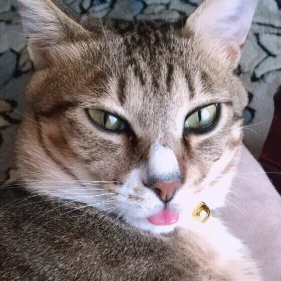 舌が出ているキジトラ猫