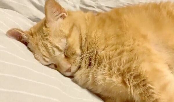 眠るきなこちゃん