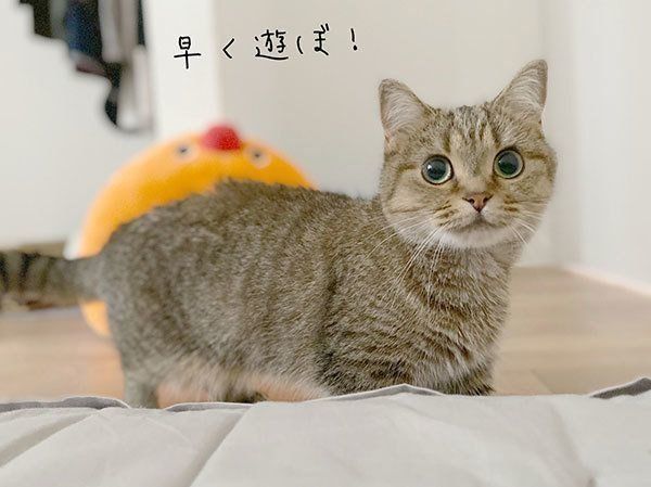 見つめるきなこちゃん