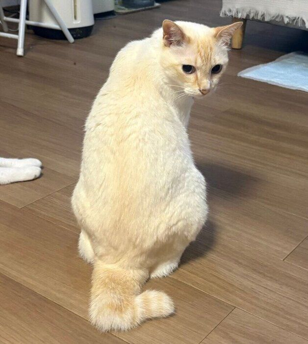 “笹かまぼこ”のような毛色になったロニーくん