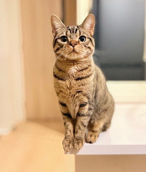 1才のアメリカンショートヘア