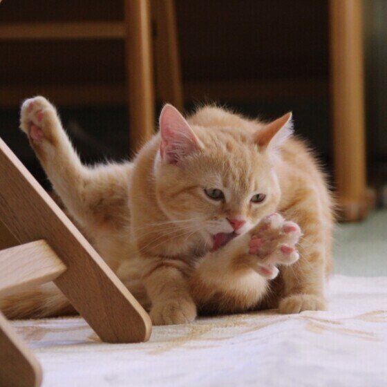 毛づくろいする猫