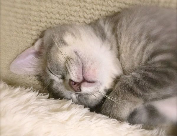 眠る猫