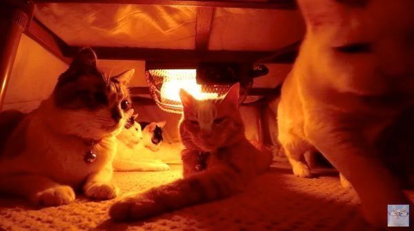 こたつの中でくつろぐ猫