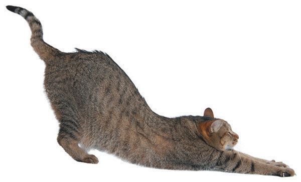 伸びをする猫