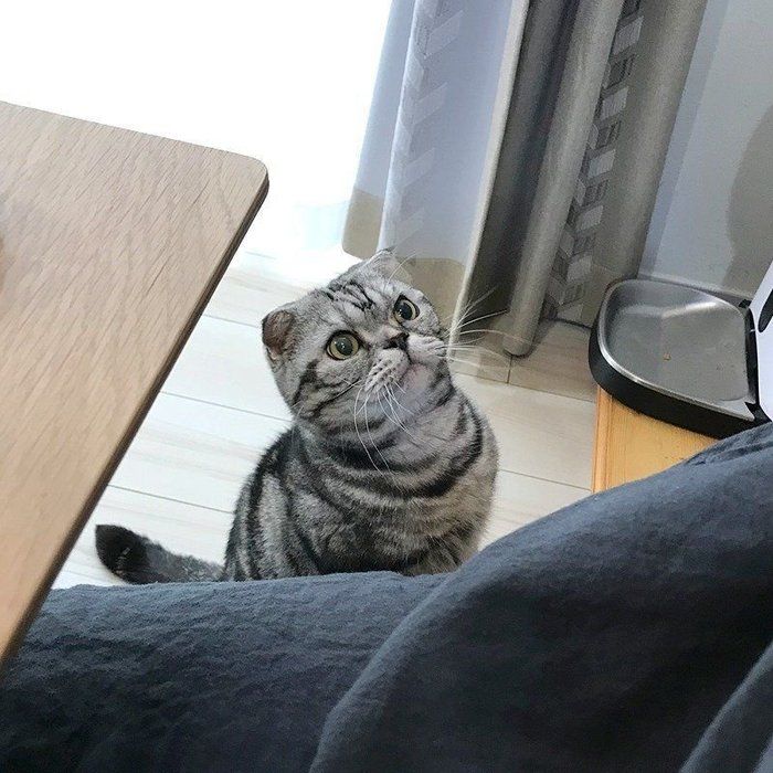 @tacos_cat