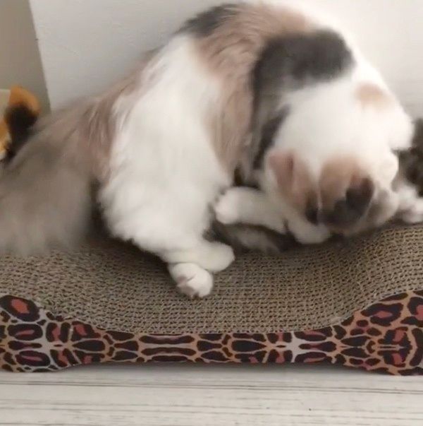 ケンカする猫