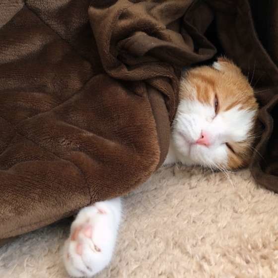 こたつで眠るスコティッシュフォールド