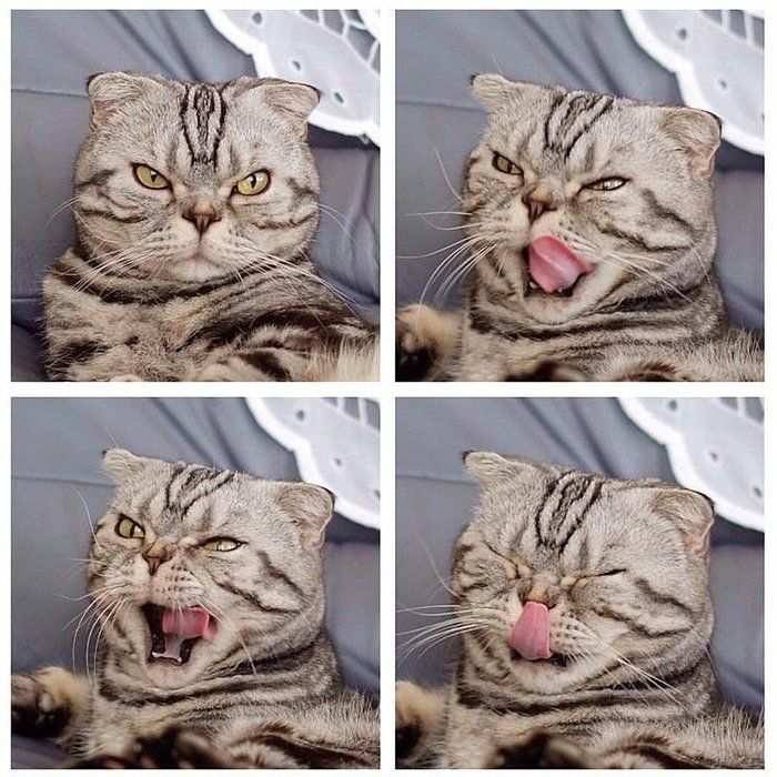 @tacos_cat