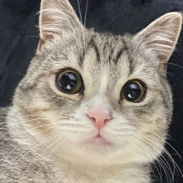 見つめるもち様