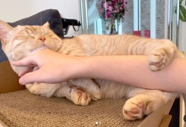 飼い主さんの腕をホールドして、ナデナデしてもらうむーくん