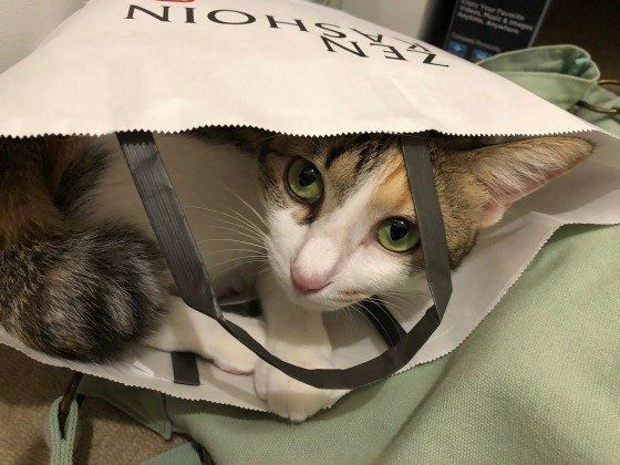 紙袋に隠れる猫