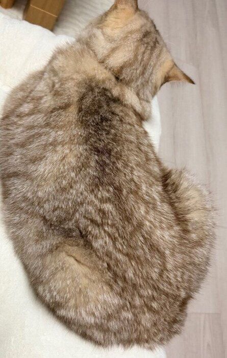 1才半の猫