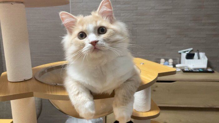 新しいキャットタワーにご満悦のぽてくん