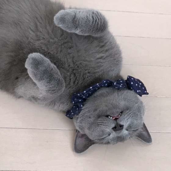 ロシアンブルー グーグーくん