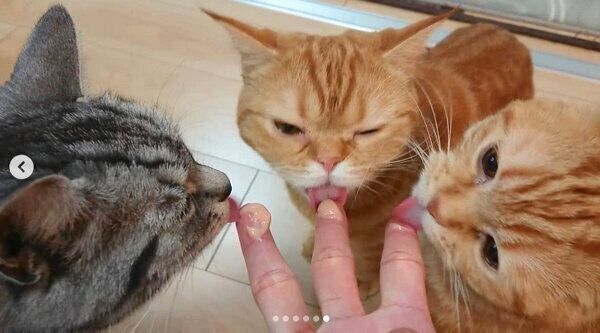 ちゅ〜るを食べるあきちゃん、むぎちゃん、春空くん