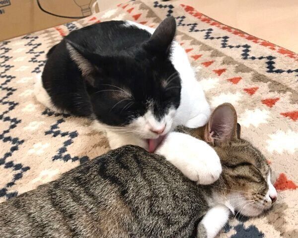 こまちゃとぼに助ちゃん