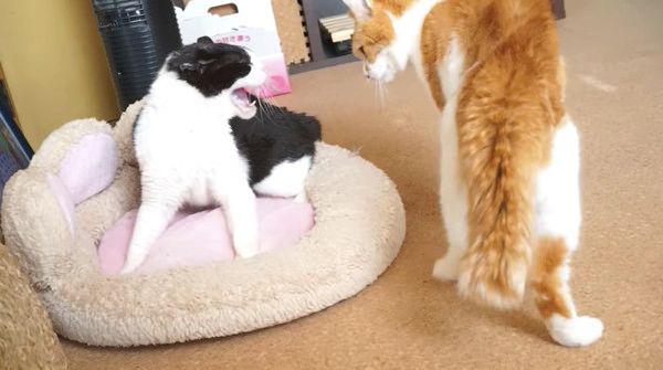喧嘩する猫